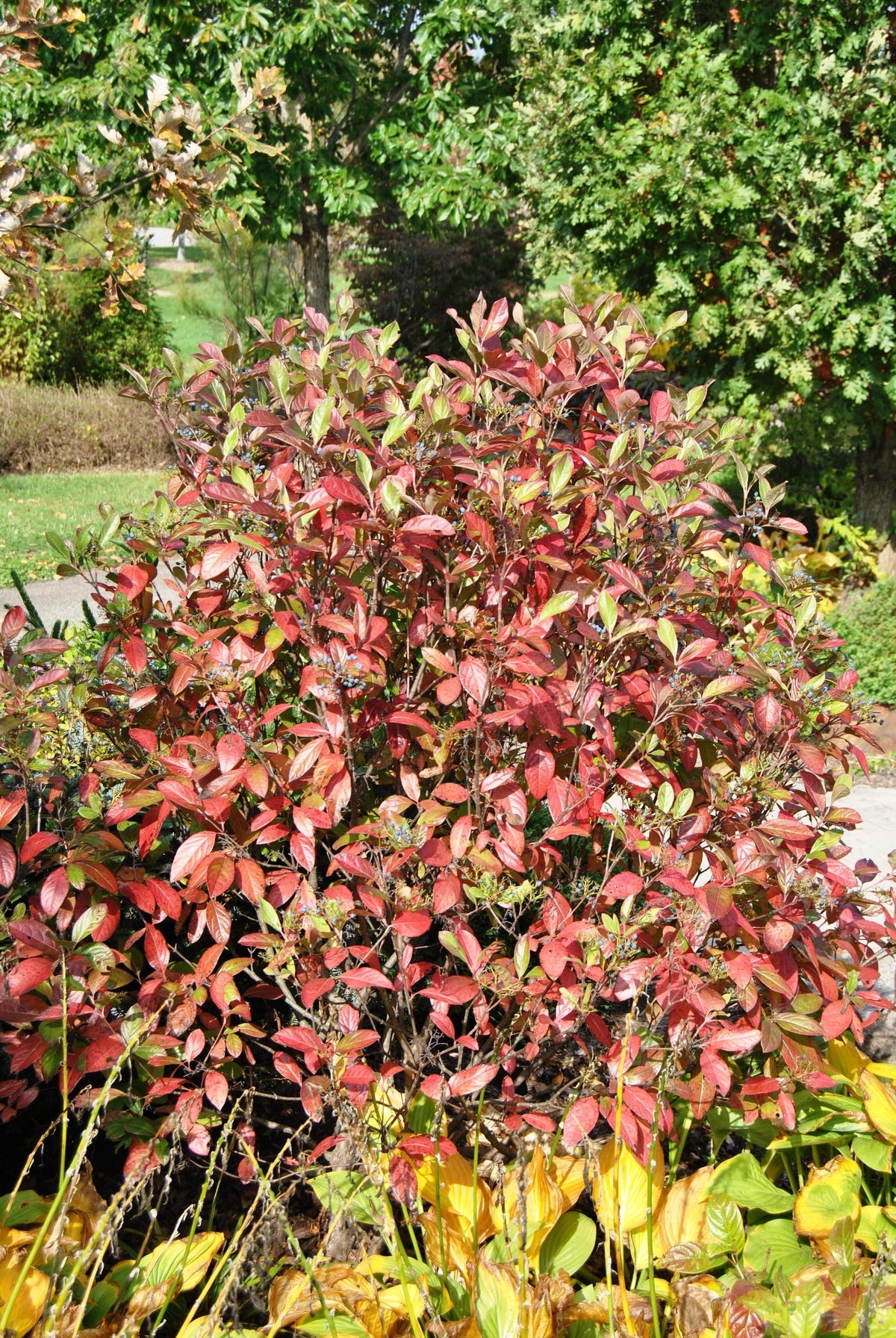 Viburnum Nudum 'brandywine' - View 3 from www redcrocus com