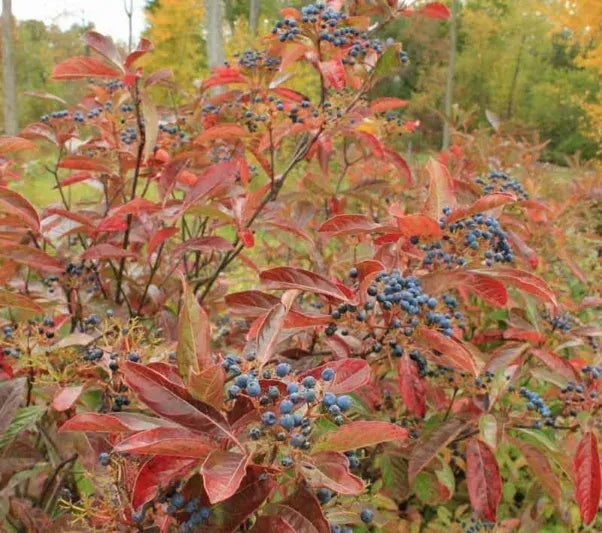 Viburnum Nudum 'brandywine' - View 4 from www redcrocus com