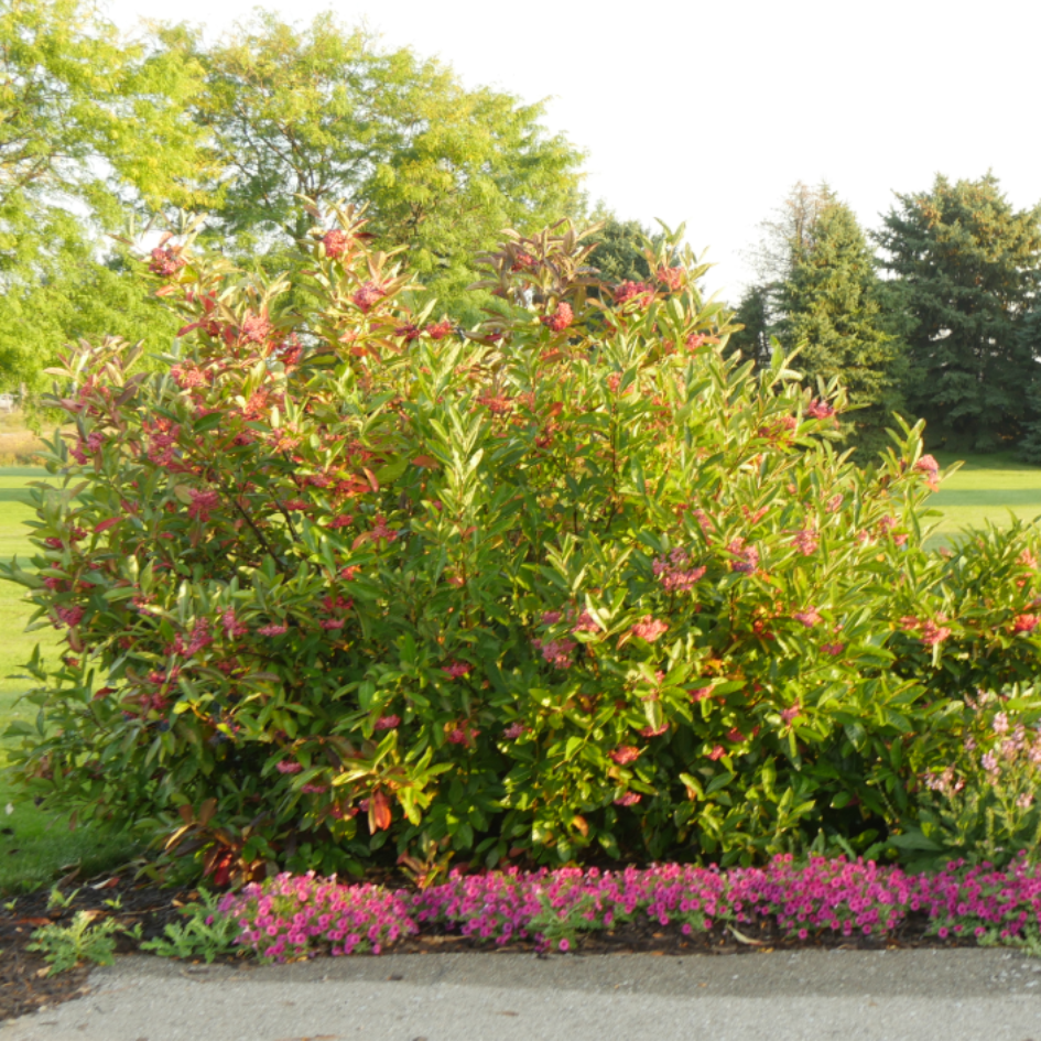 Viburnum Nudum 'brandywine' - View 5 from www redcrocus com