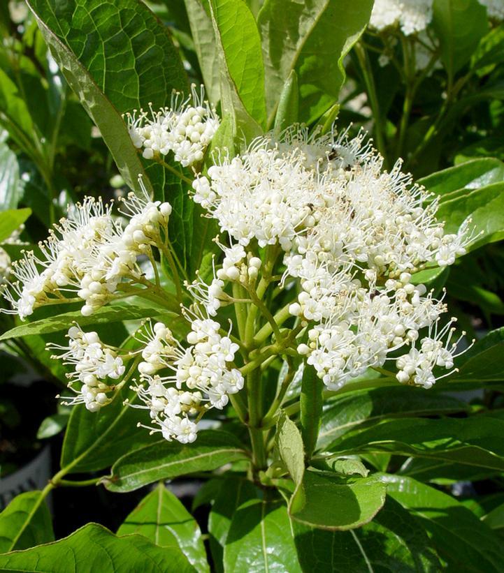 Viburnum Nudum 'brandywine' - View 6 from www redcrocus com