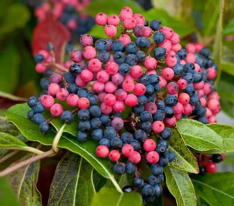 Viburnum Nudum 'brandywine' - View 8 from www redcrocus com