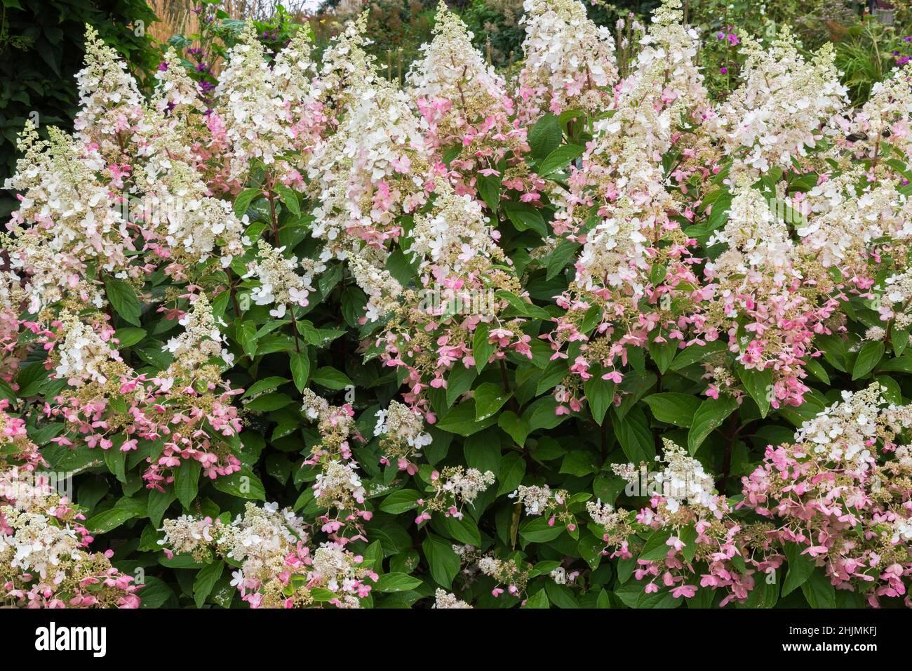 Hydrangea Paniculata Pinky Winky - View 17 from www redcrocus com