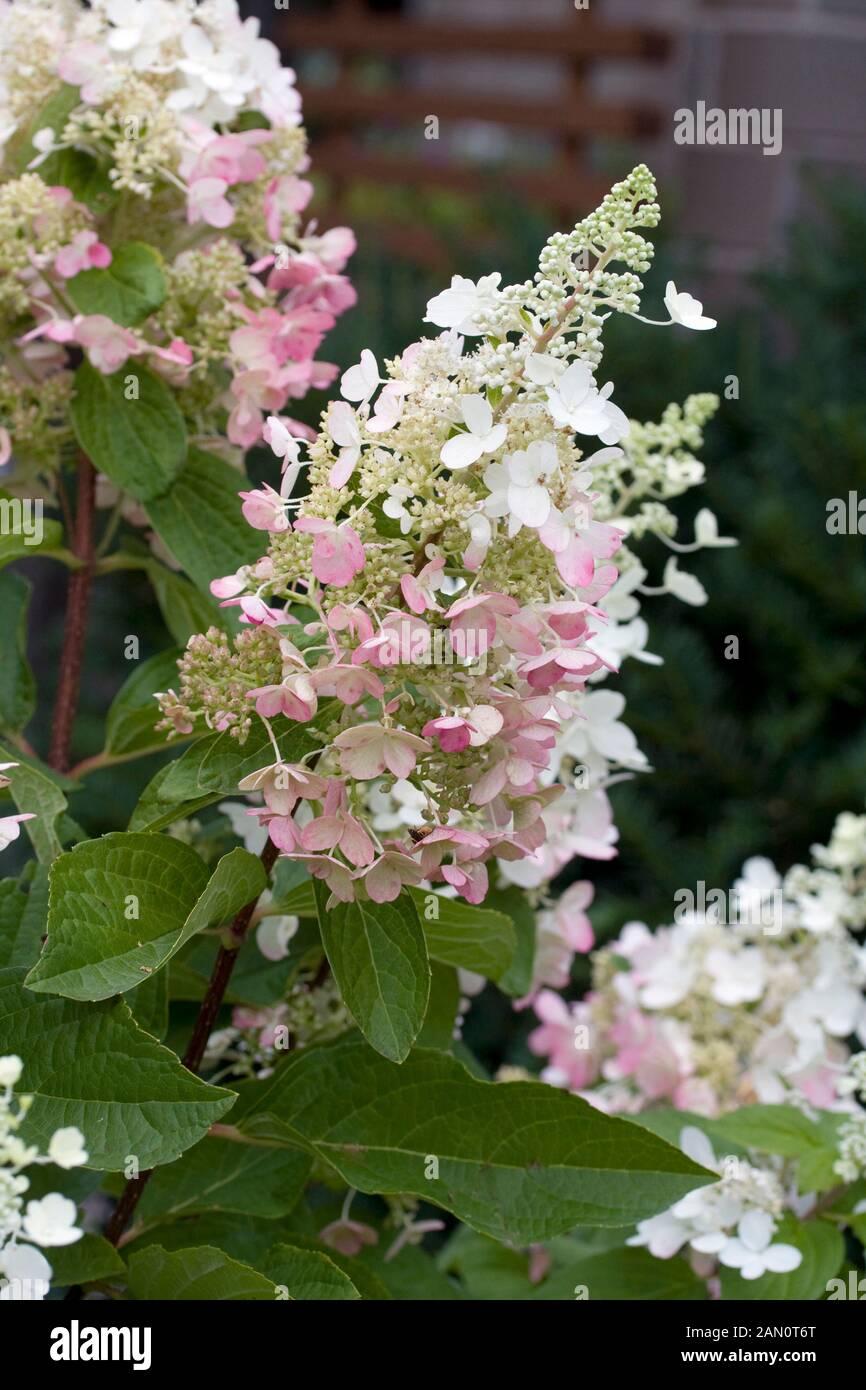 Hydrangea Paniculata Pinky Winky - View 18 from www redcrocus com