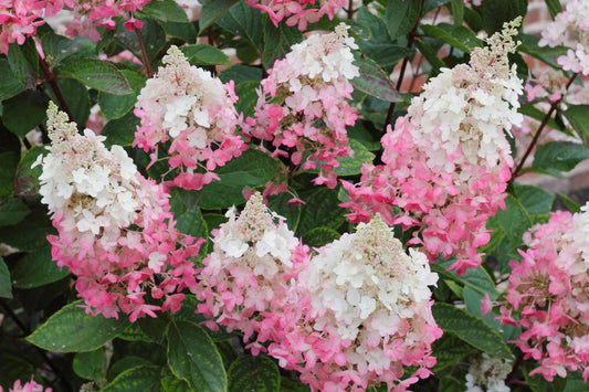 Hydrangea Paniculata Pinky Winky - View 1 from www redcrocus com