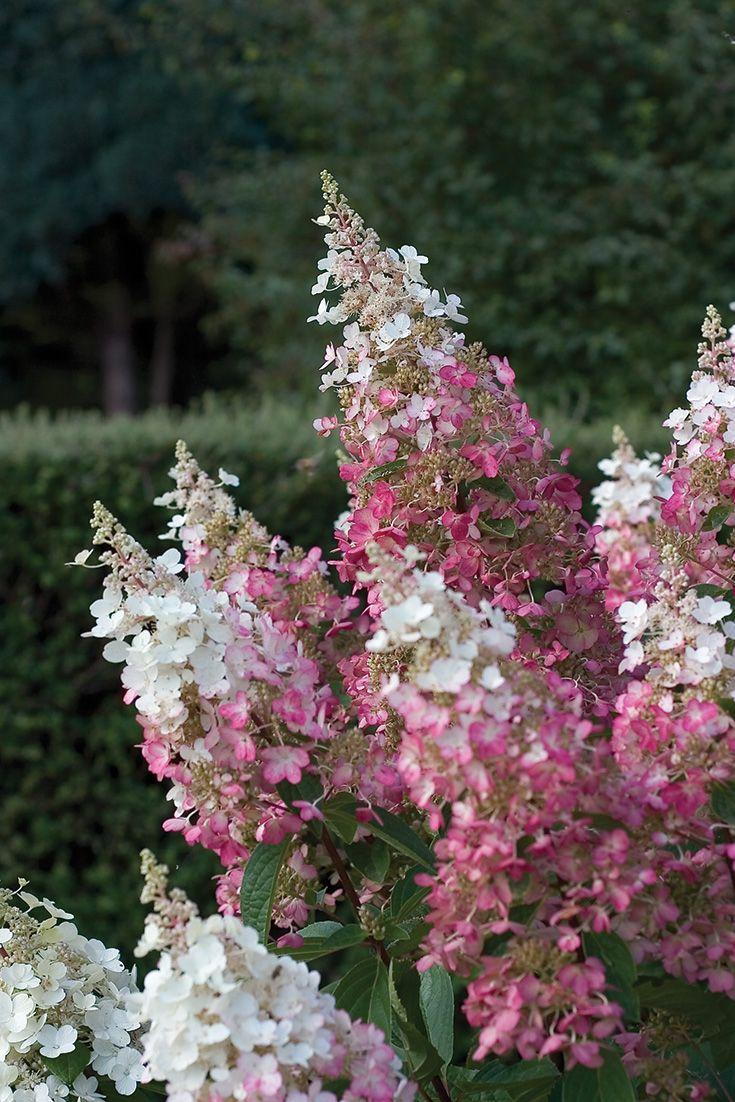 Hydrangea Paniculata Pinky Winky - View 20 from www redcrocus com