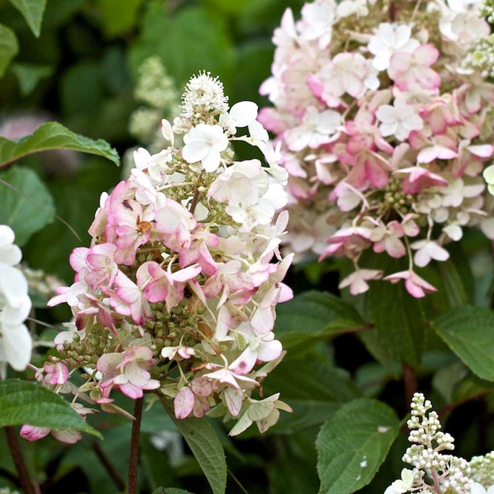 Hydrangea Paniculata Pinky Winky - View 3 from www redcrocus com