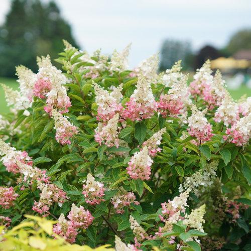Hydrangea Paniculata Pinky Winky - View 5 from www redcrocus com