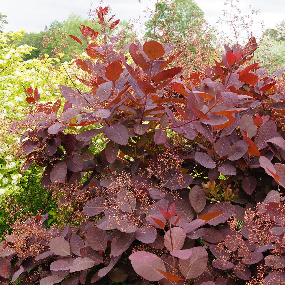Cotinus Coggygria 'grace' - View 10 from www redcrocus com