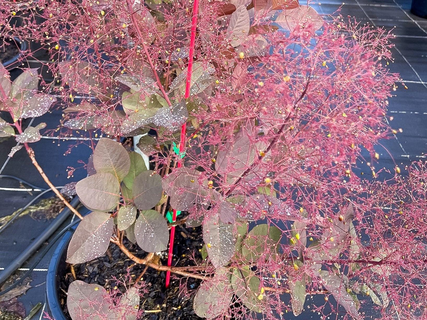 Cotinus Coggygria 'grace' - View 11 from www redcrocus com