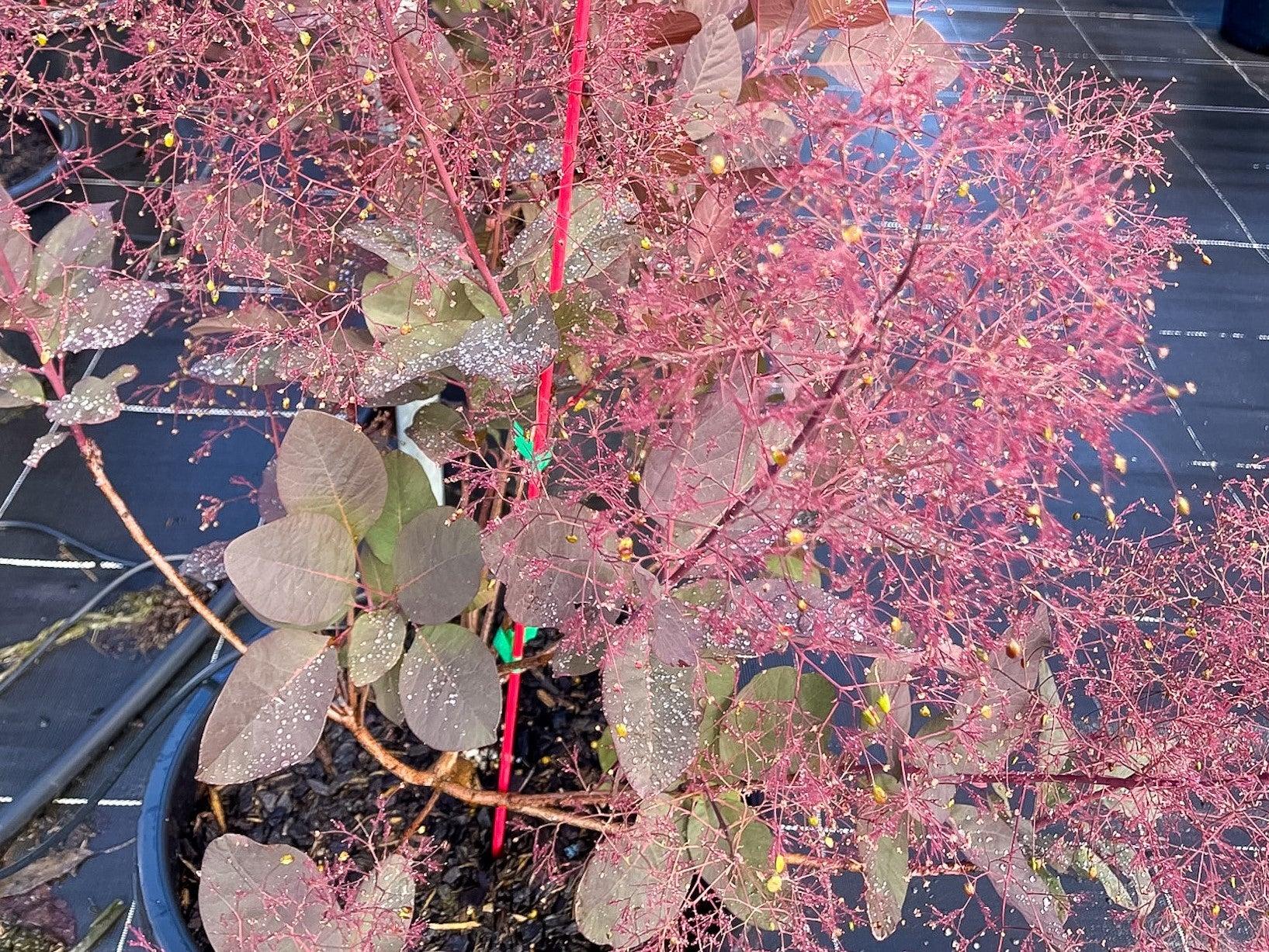 Cotinus Coggygria 'grace' - View 11 from www redcrocus com