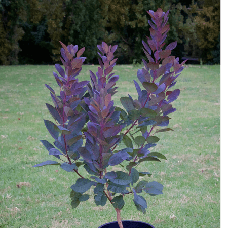 Cotinus Coggygria 'grace' - View 13 from www redcrocus com