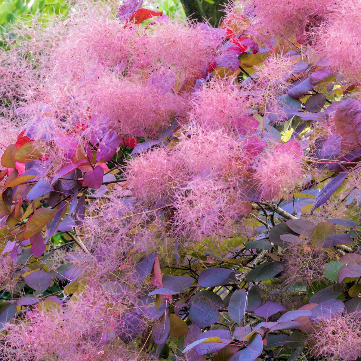 Cotinus Coggygria 'grace' - View 17 from www redcrocus com