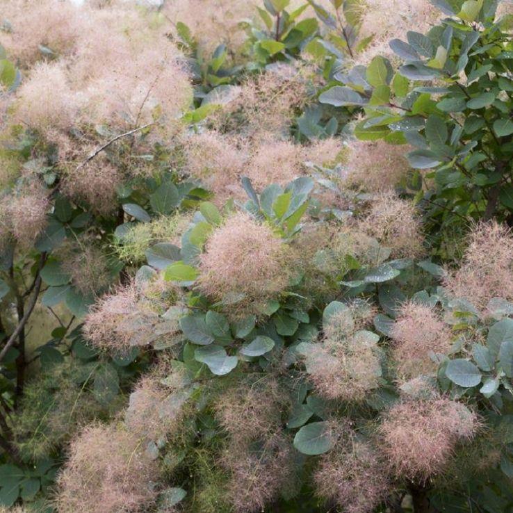 Cotinus Coggygria 'grace' - View 18 from www redcrocus com