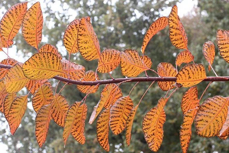 Cotinus Coggygria 'grace' - View 19 from www redcrocus com