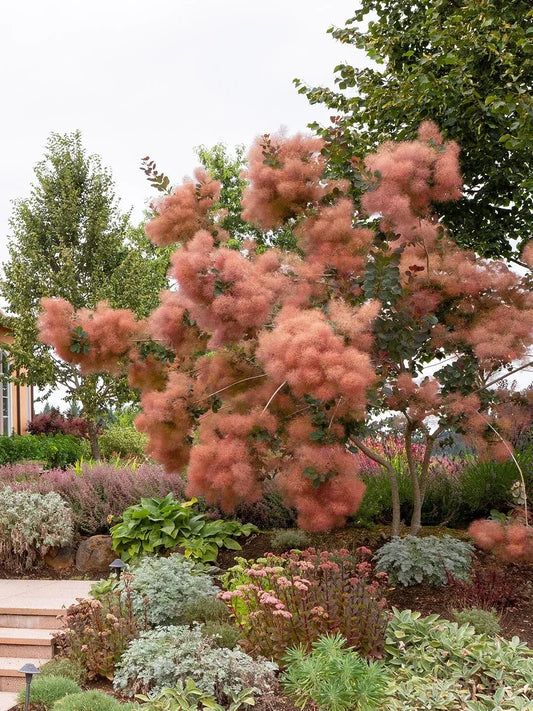 Cotinus Coggygria 'grace' - View 1 from www redcrocus com
