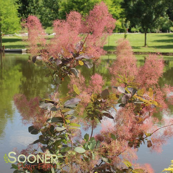 Cotinus Coggygria 'grace' - View 20 from www redcrocus com