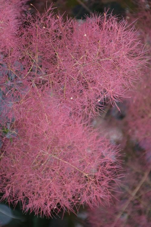 Cotinus Coggygria 'grace' - View 22 from www redcrocus com