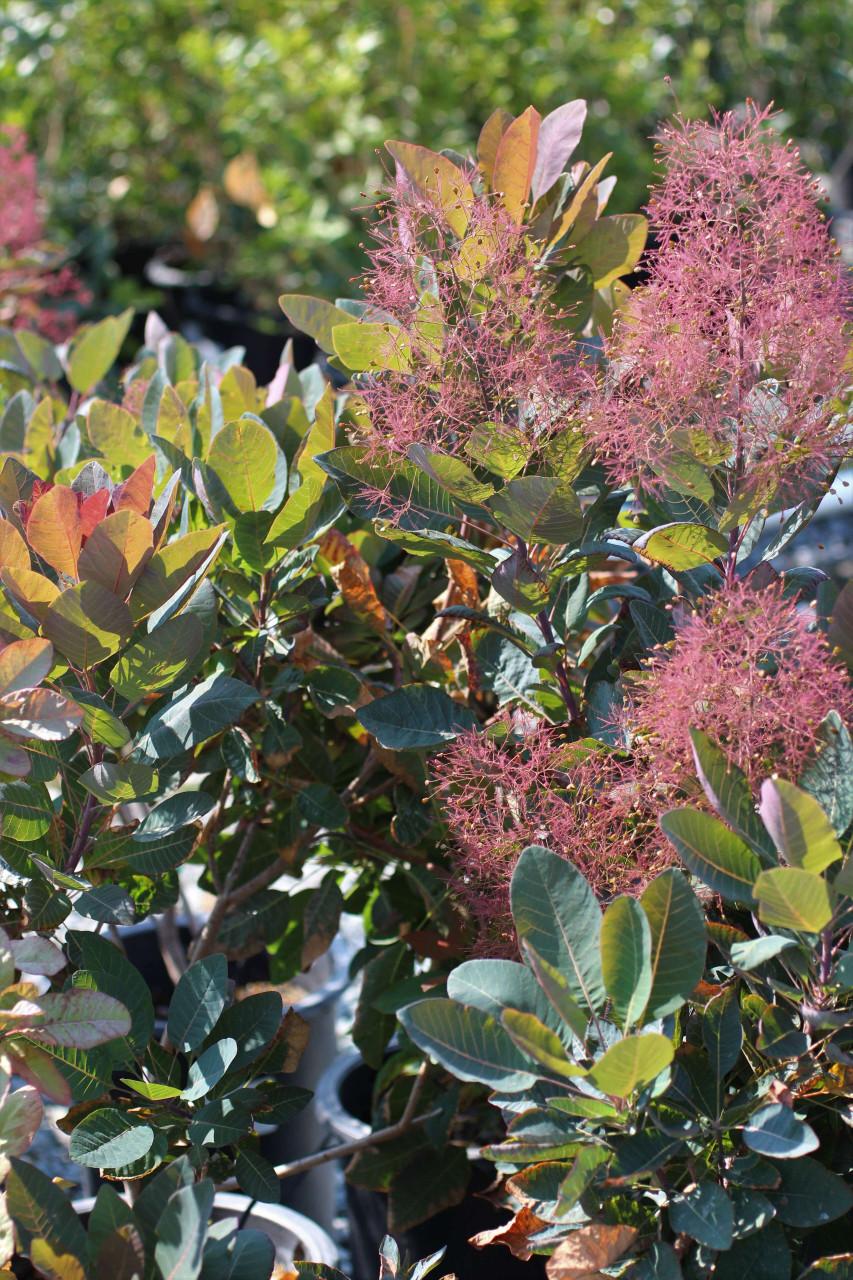 Cotinus Coggygria 'grace' - View 23 from www redcrocus com