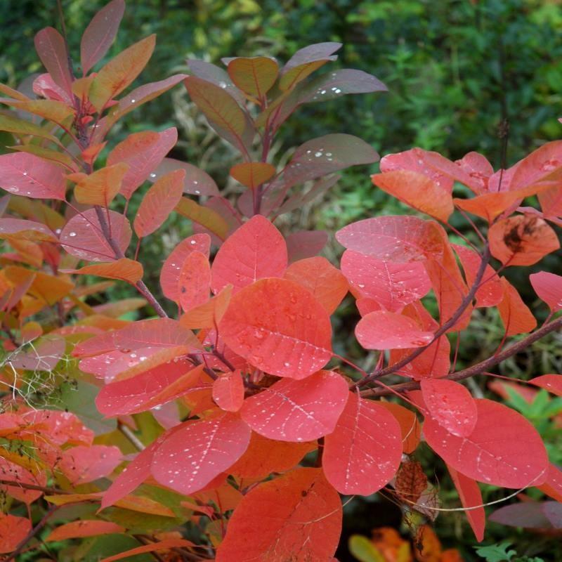 Cotinus Coggygria 'grace' - View 24 from www redcrocus com
