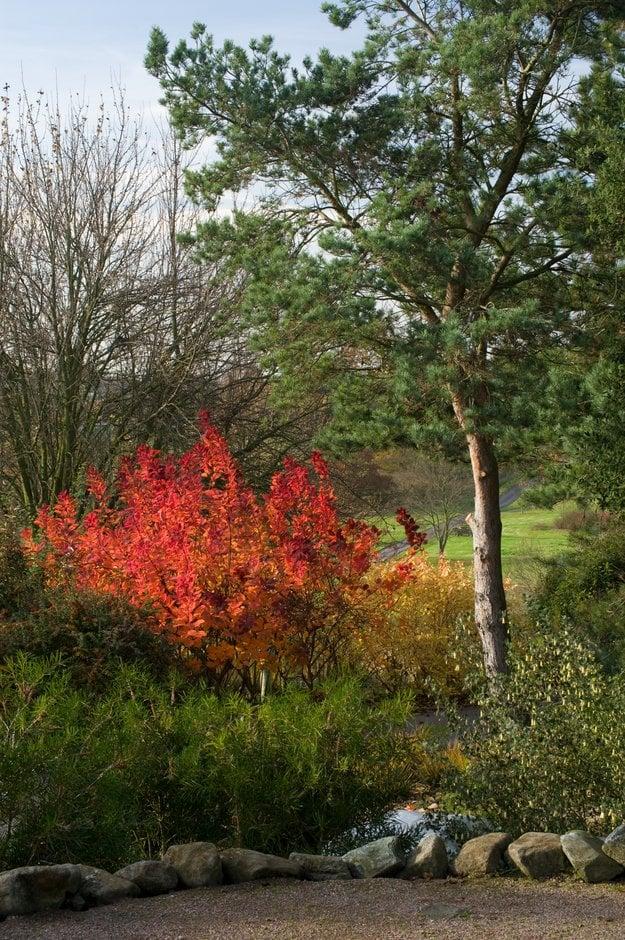 Cotinus Coggygria 'grace' - View 25 from www redcrocus com