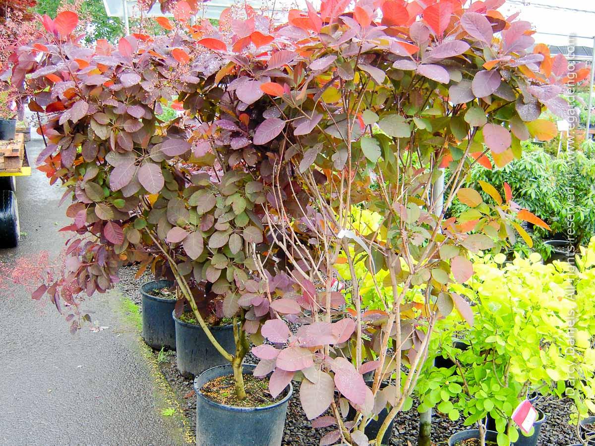 Cotinus Coggygria 'grace' - View 26 from www redcrocus com