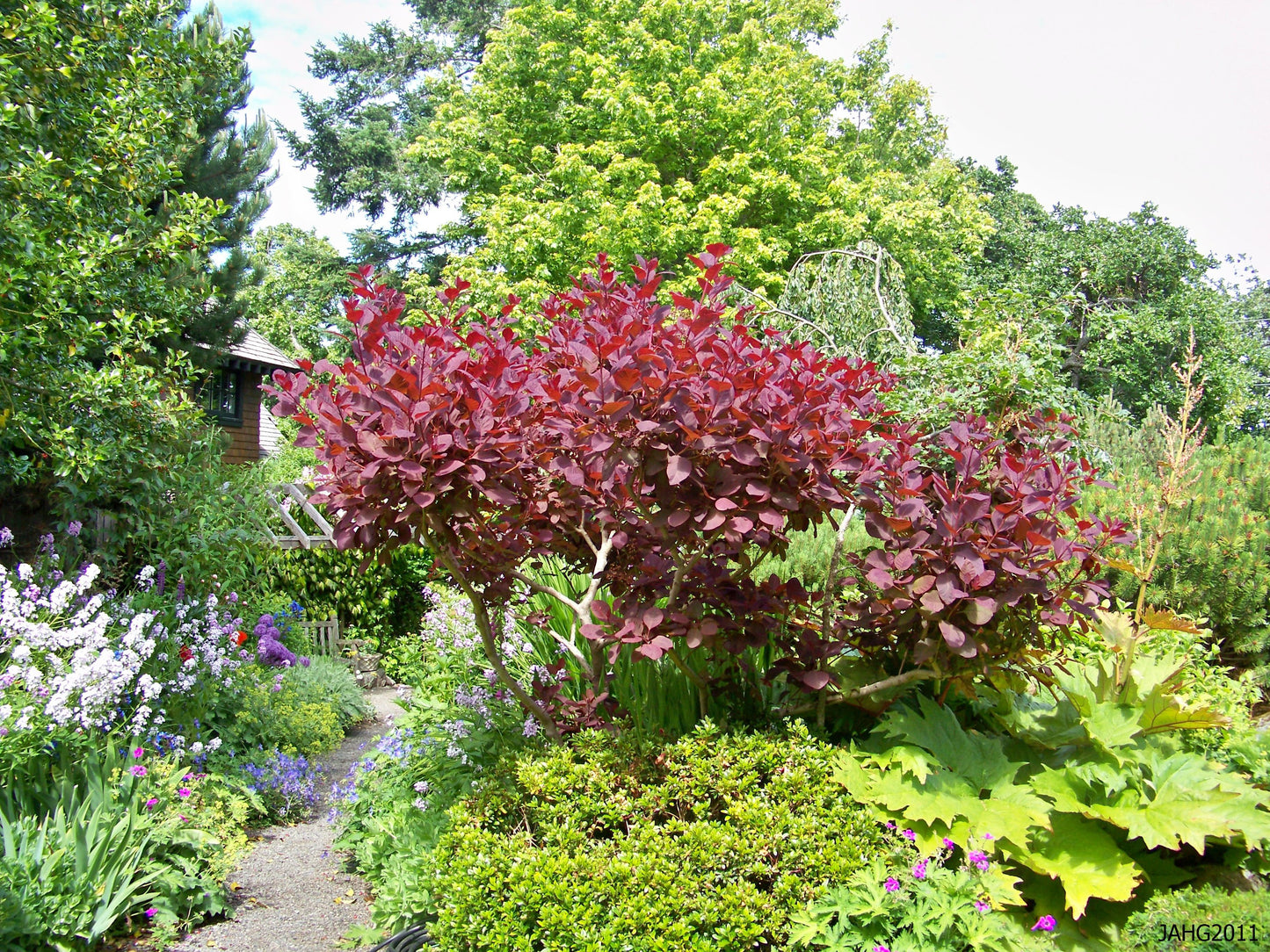Cotinus Coggygria 'grace' - View 27 from www redcrocus com