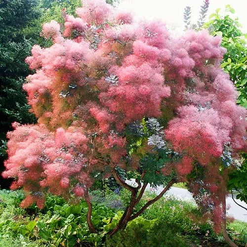 Cotinus Coggygria 'grace' - View 28 from www redcrocus com