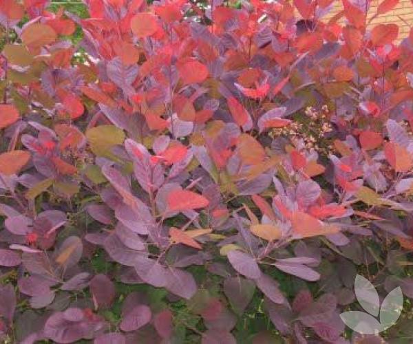 Cotinus Coggygria 'grace' - View 2 from www redcrocus com