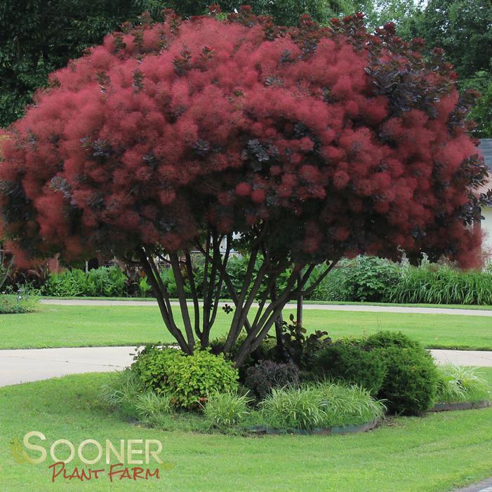 Cotinus Coggygria 'grace' - View 30 from www redcrocus com