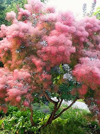 Cotinus Coggygria 'grace' - View 31 from www redcrocus com