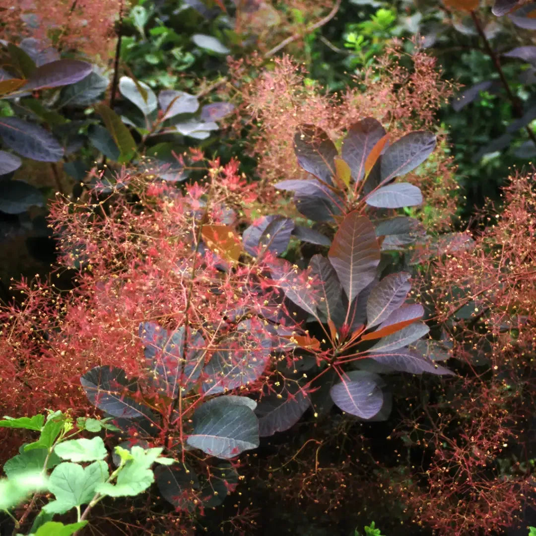 Cotinus Coggygria 'grace' - View 32 from www redcrocus com