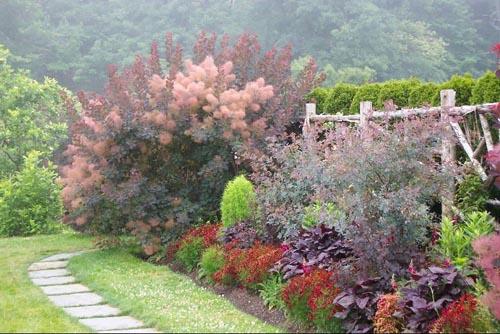 Cotinus Coggygria 'grace' - View 33 from www redcrocus com