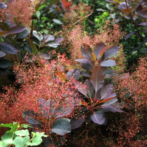 Cotinus Coggygria 'grace' - View 34 from www redcrocus com