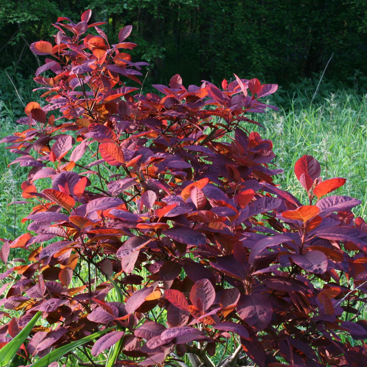 Cotinus Coggygria 'grace' - View 35 from www redcrocus com