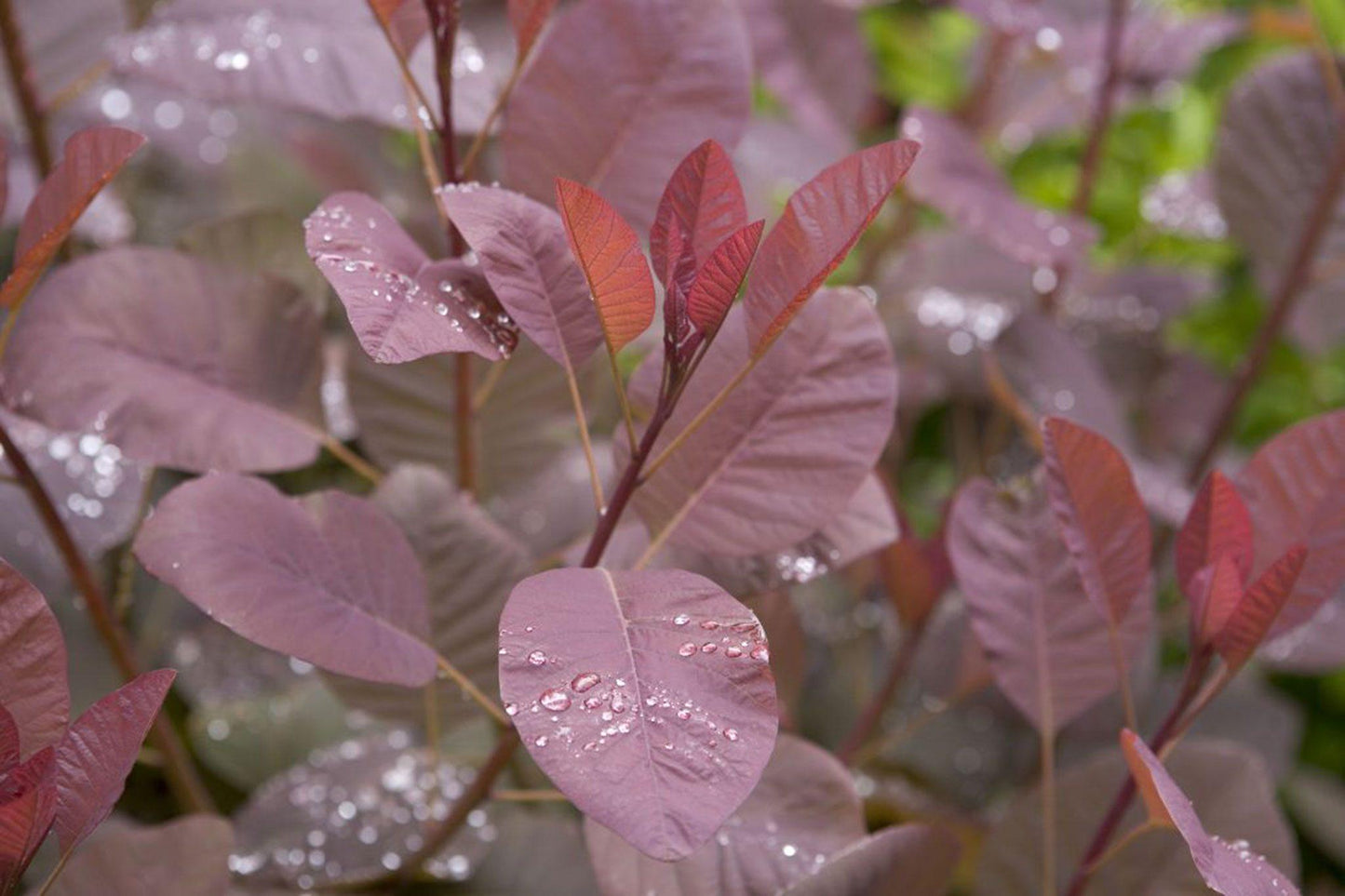 Cotinus Coggygria 'grace' - View 37 from www redcrocus com