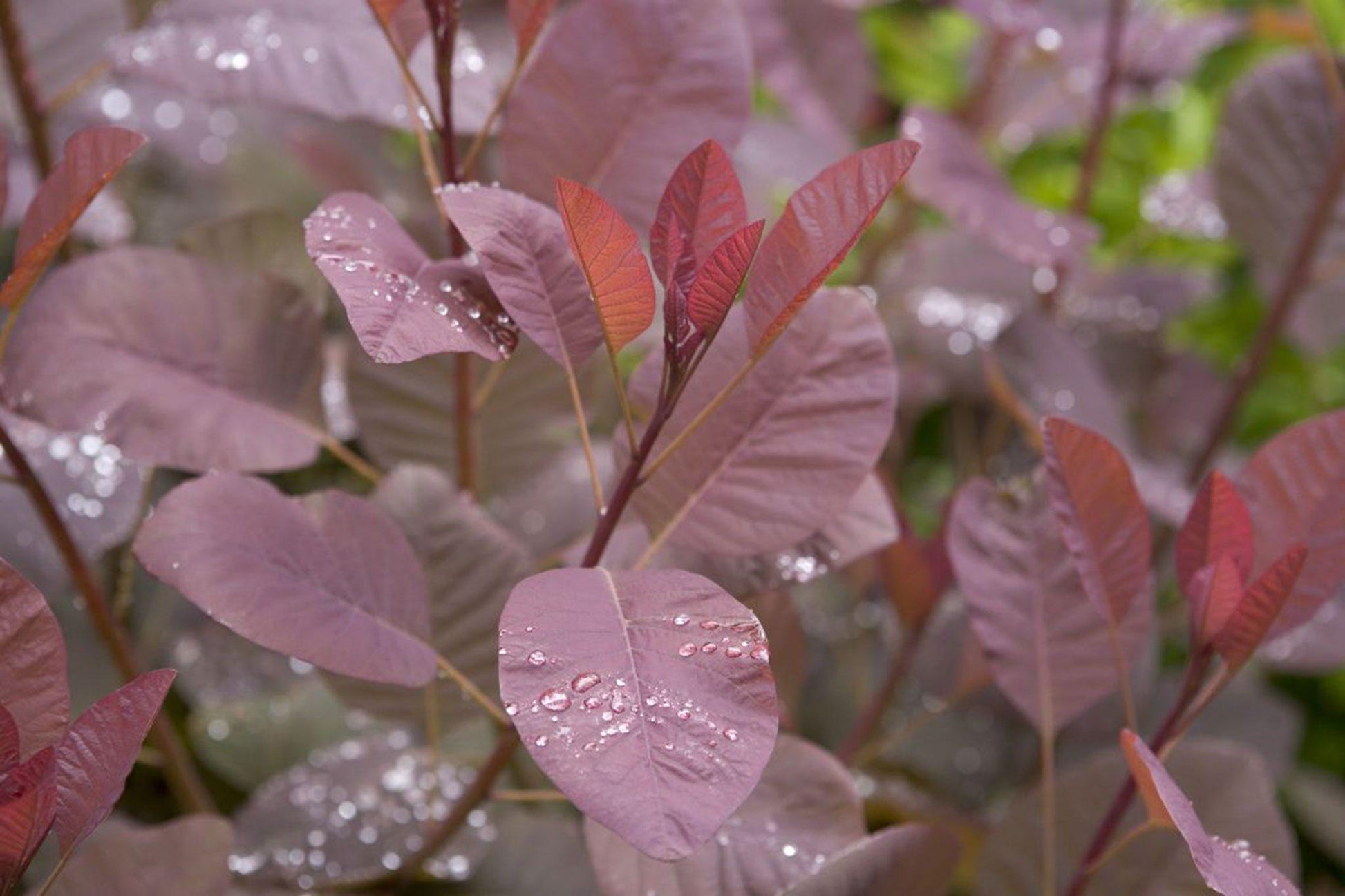 Cotinus Coggygria 'grace' - View 37 from www redcrocus com