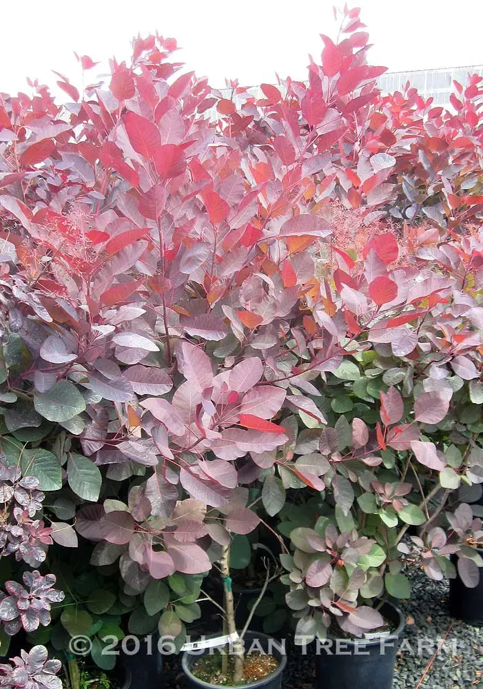 Cotinus Coggygria 'grace' - View 3 from www redcrocus com