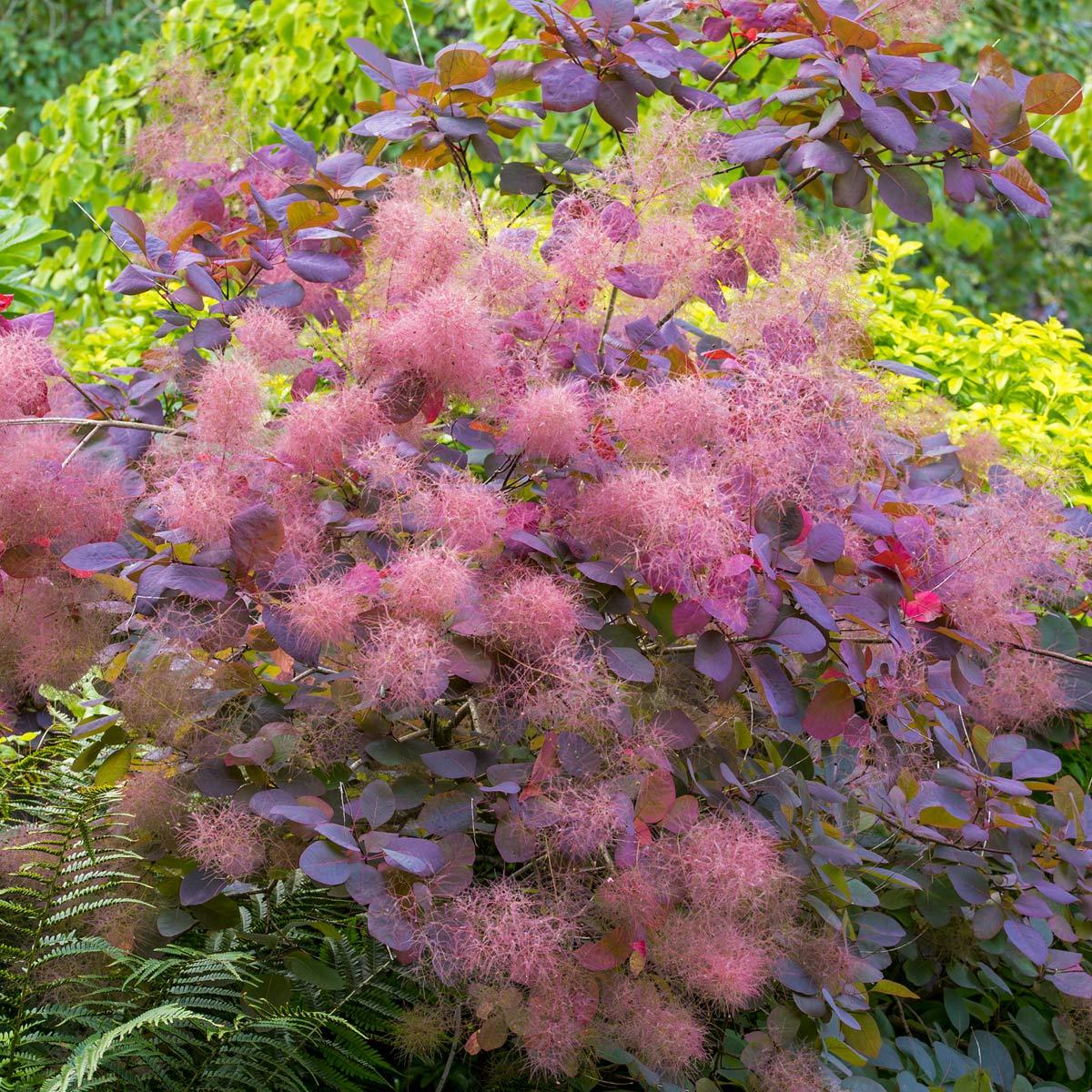 Cotinus Coggygria 'grace' - View 5 from www redcrocus com