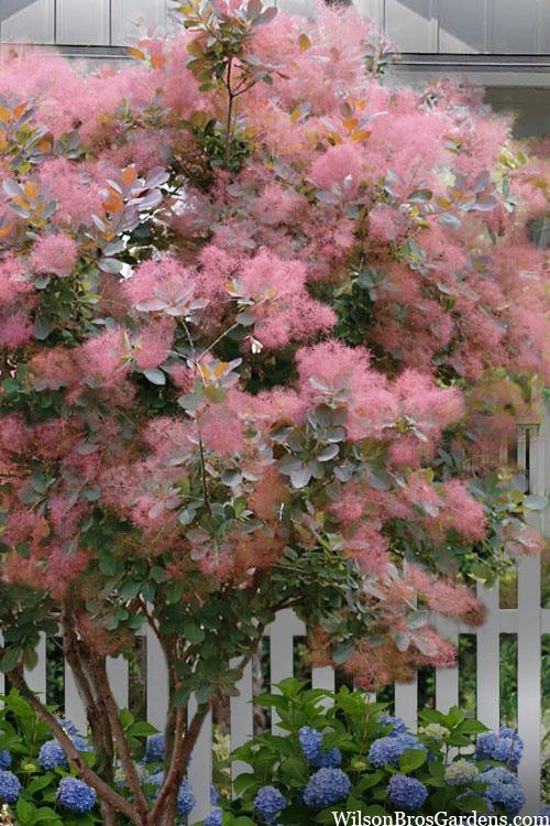Cotinus Coggygria 'grace' - View 7 from www redcrocus com