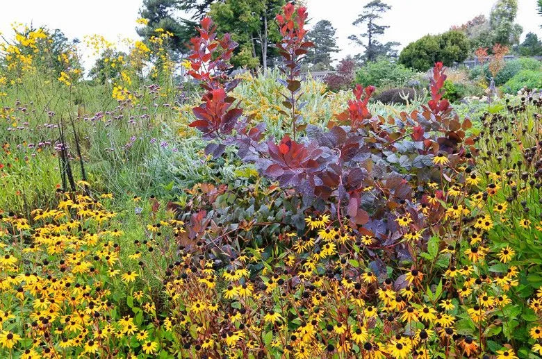 Cotinus Coggygria 'grace' - View 8 from www redcrocus com