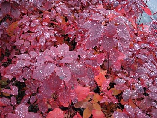 Cotinus Coggygria 'grace' - View 9 from www redcrocus com