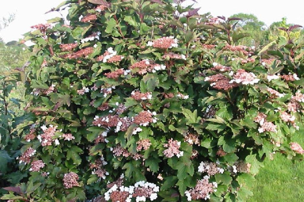 Viburnum Sargentii Onondaga - View 10 from www redcrocus com