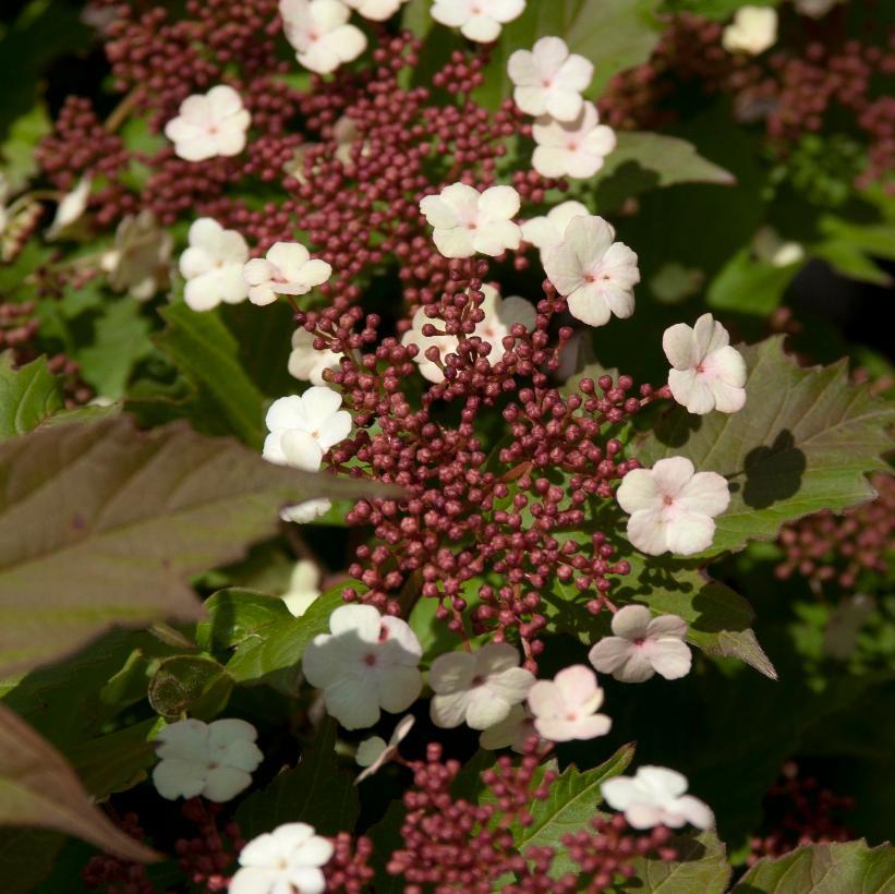Viburnum Sargentii Onondaga - View 16 from www redcrocus com