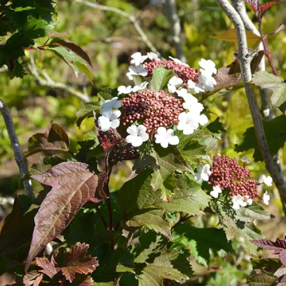 Viburnum Sargentii Onondaga - View 3 from www redcrocus com