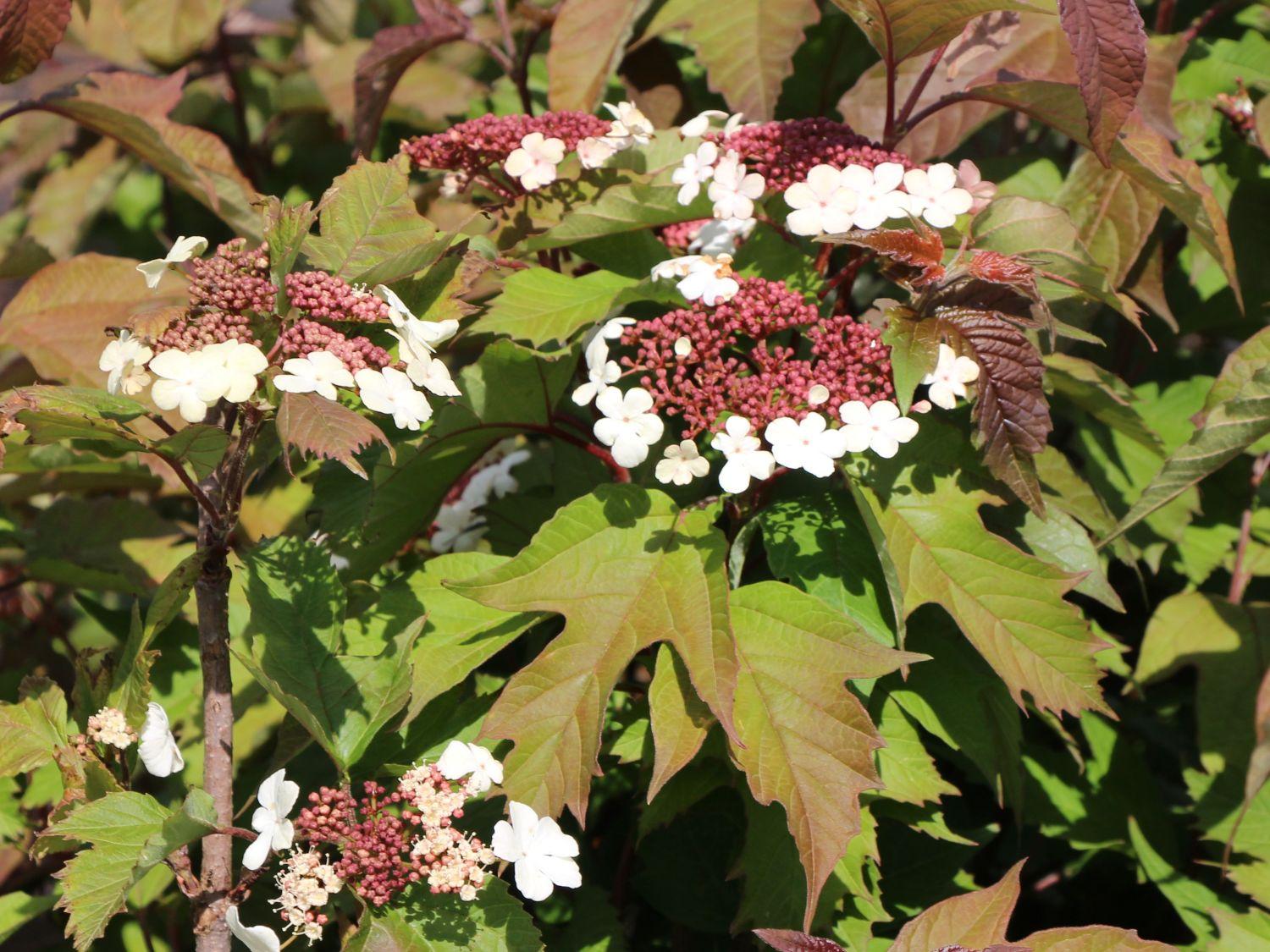 Viburnum Sargentii Onondaga - View 5 from www redcrocus com