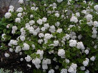 Viburnum Carlesii Compacta - View 11 from www redcrocus com
