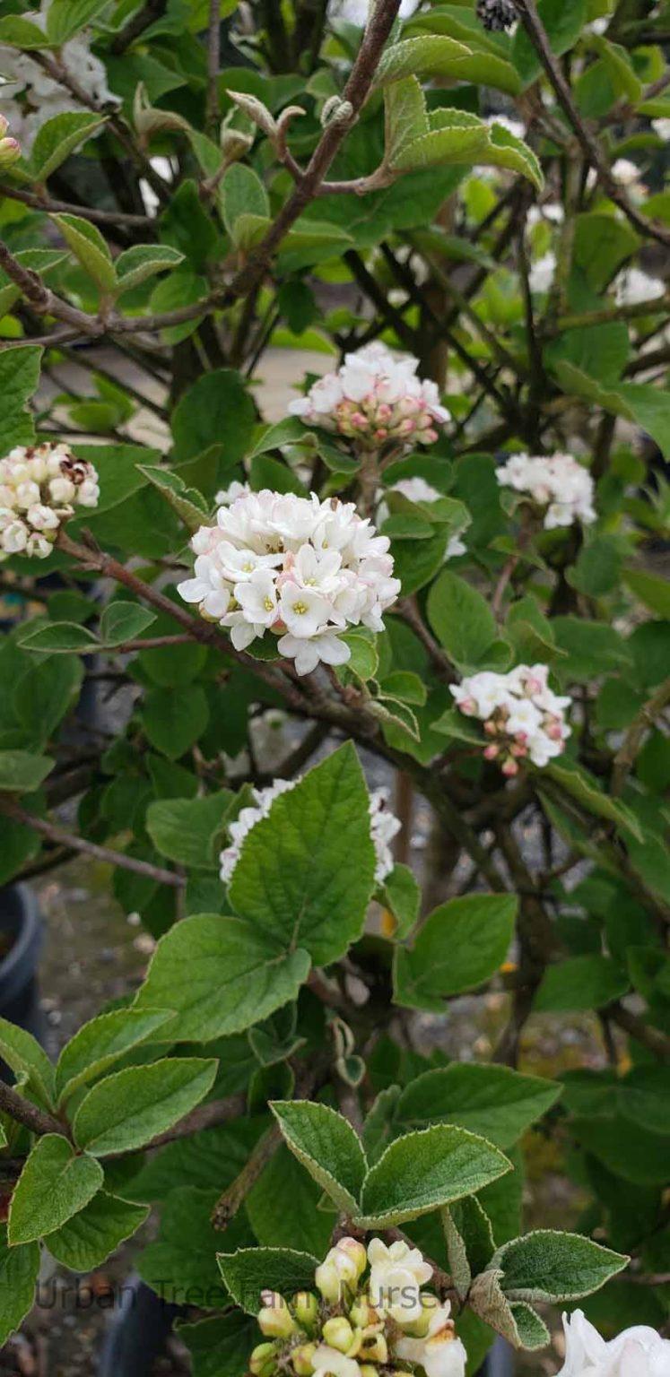 Viburnum Carlesii Compacta - View 12 from www redcrocus com