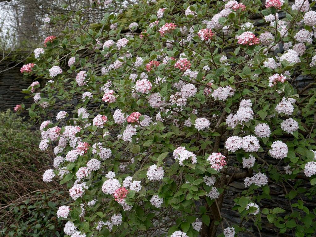 Viburnum Carlesii Compacta - View 13 from www redcrocus com