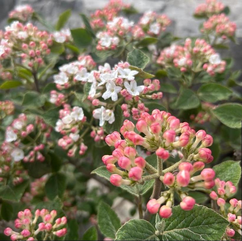 Viburnum Carlesii Compacta - View 14 from www redcrocus com
