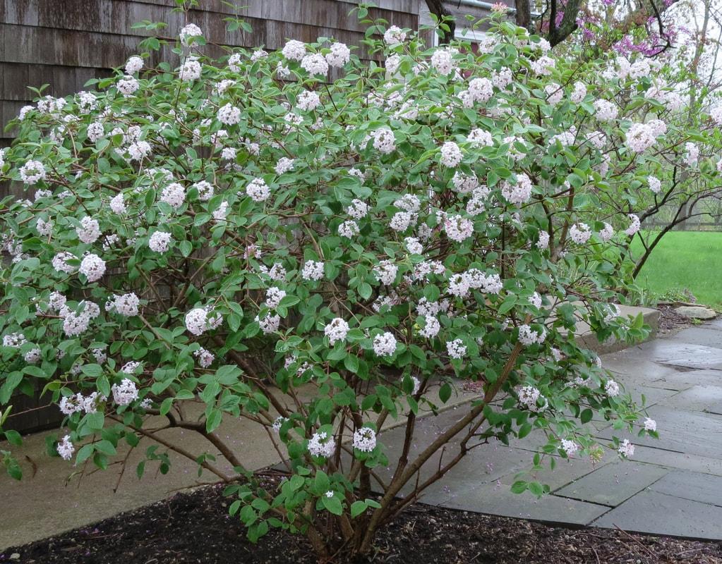 Viburnum Carlesii Compacta - View 15 from www redcrocus com